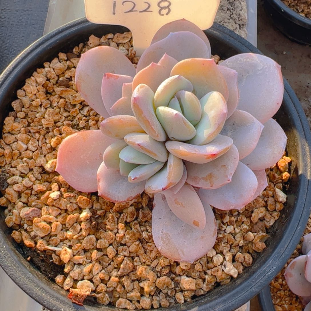 小*奶茶1228号一物一拍