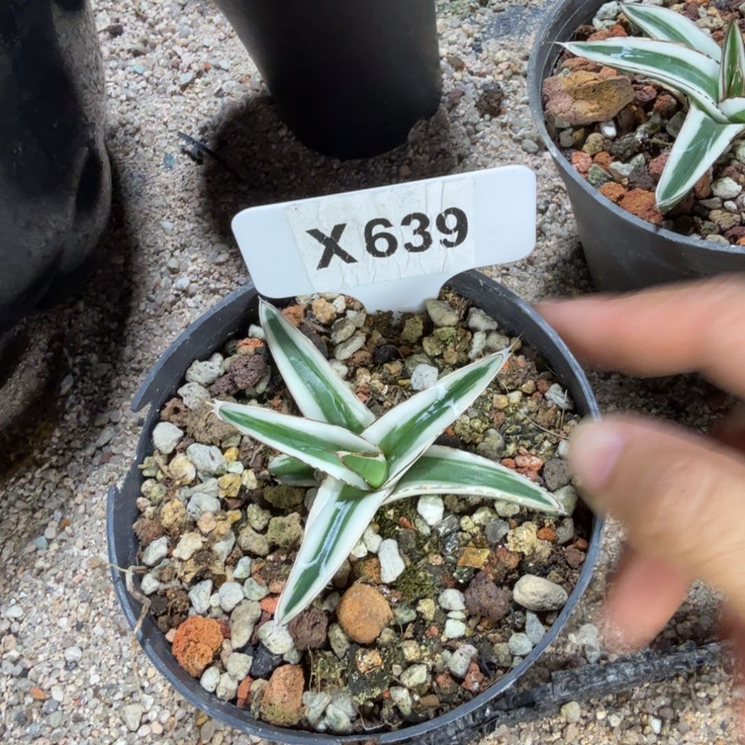 小***饵福利冰山一颗脱土发