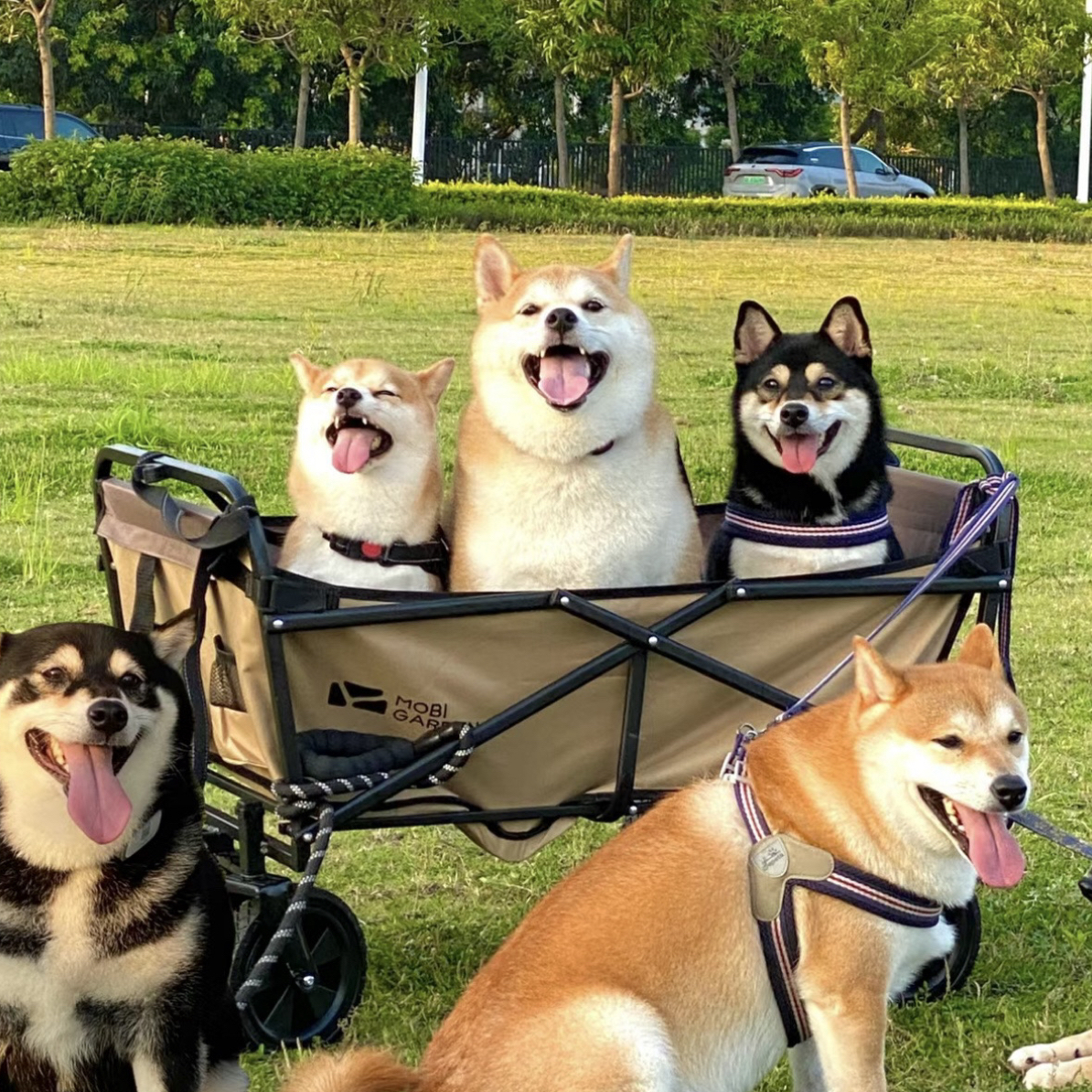 【梦动宠物明日达】济南火火柴犬豆柴黑柴白柴赤柴幼犬