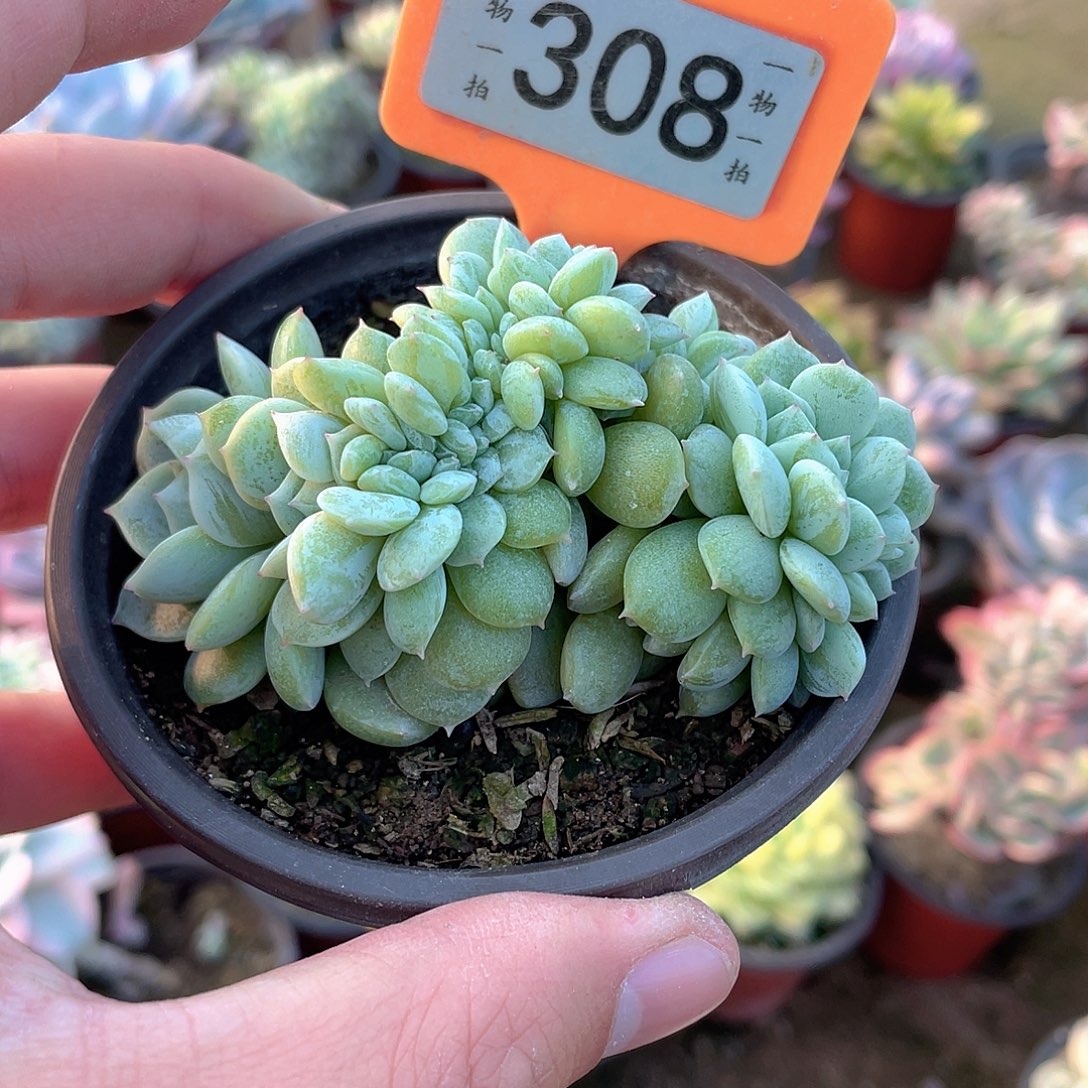 308号多肉植物盆栽