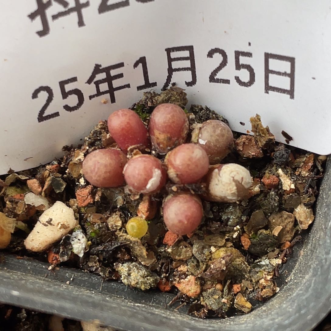 25-75猪皮多肉植物