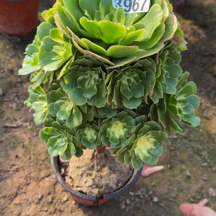 3967辛尼亚多肉植物