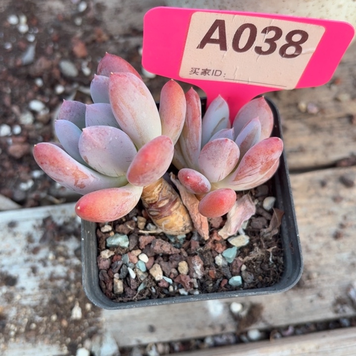 财****?c b x z vv d s 038