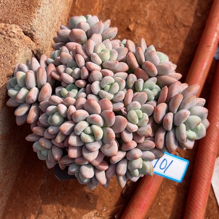 101洛神平平安安健健康康