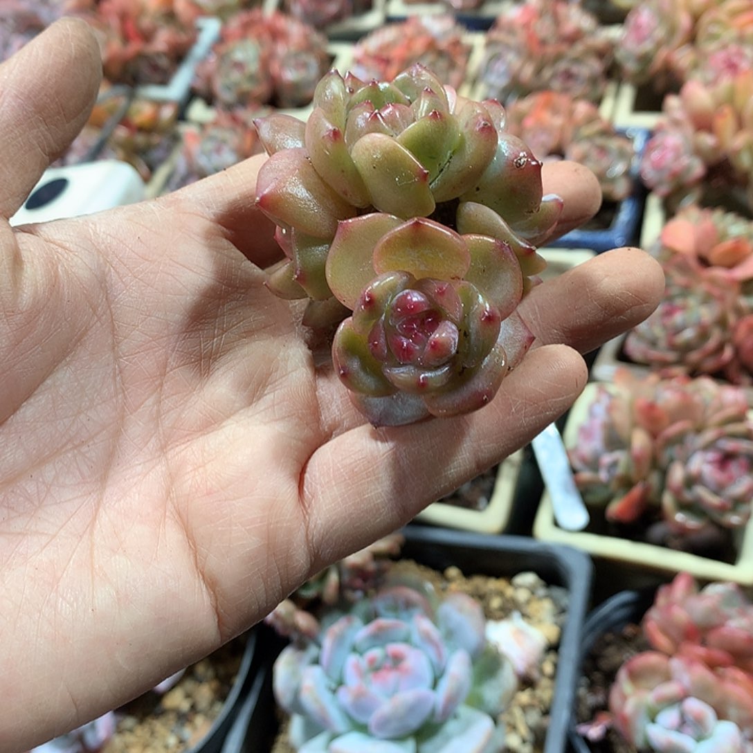 铲屎官哈哈哈哈哈哈哈