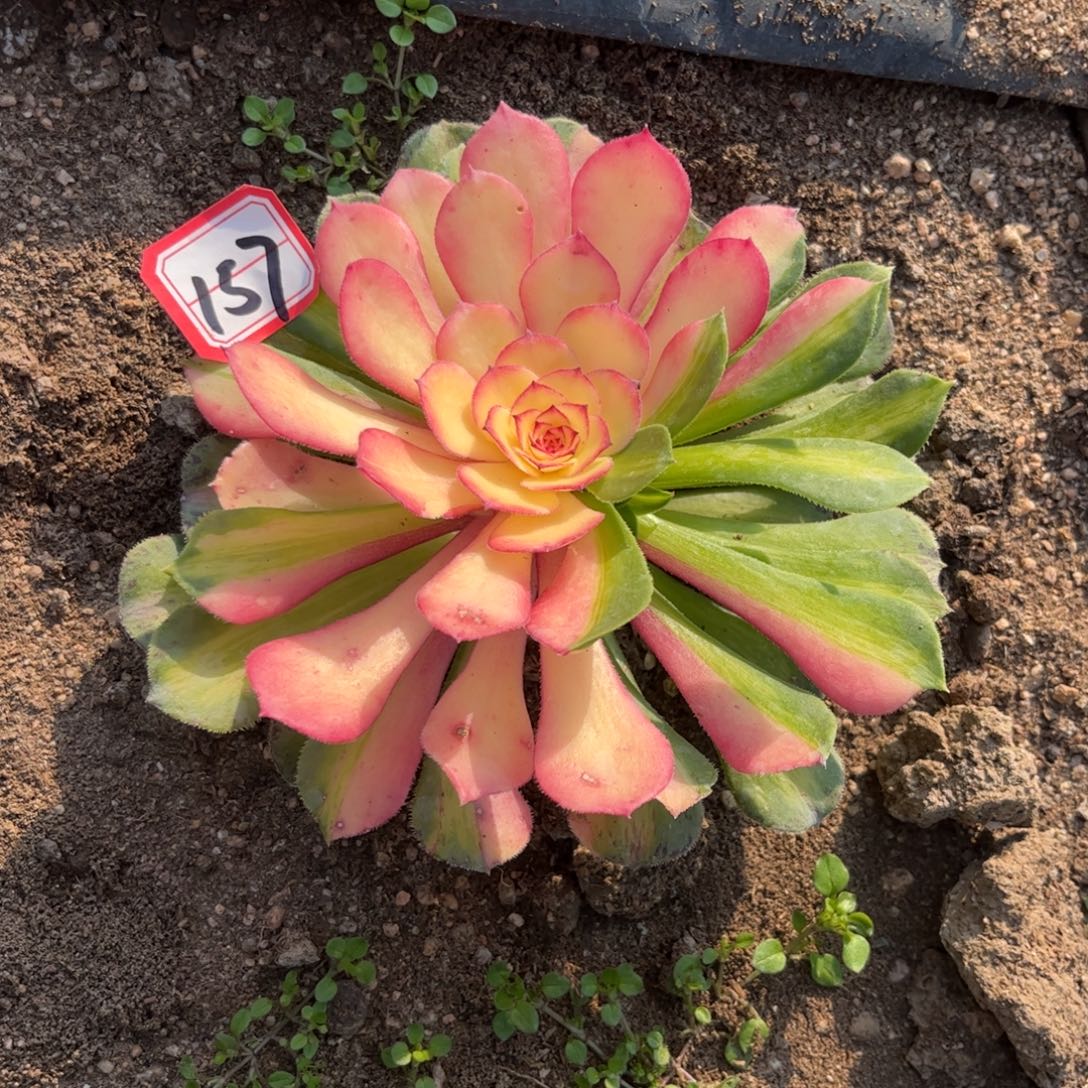 157多肉植物知否带侧芽