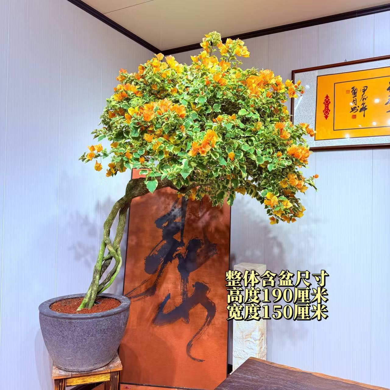 【与心园艺】黎明三角洲精品老桩三角梅盆景