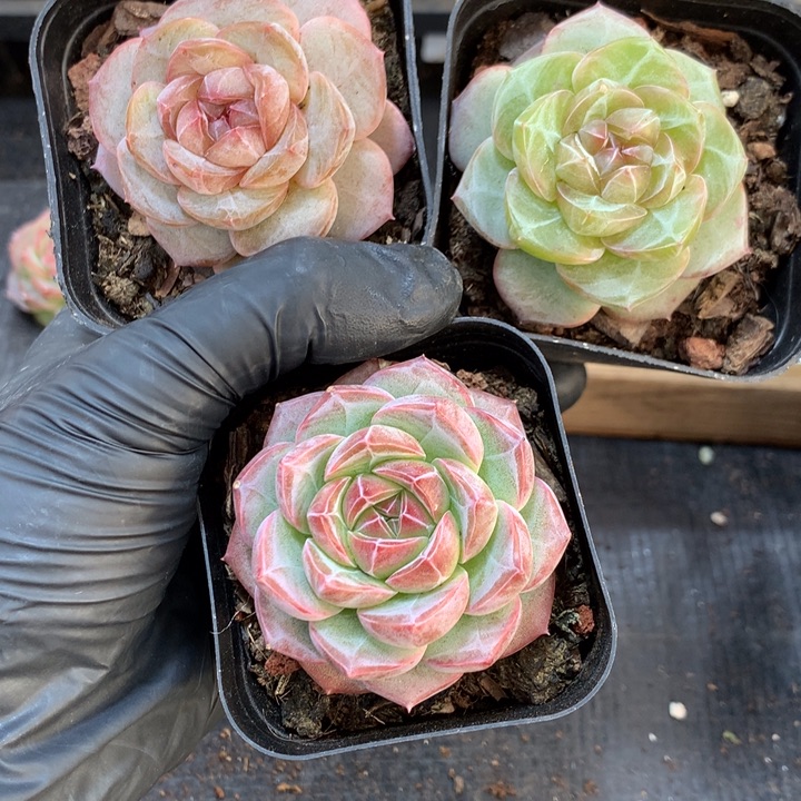 猫***二懒羊羊精品一物一拍