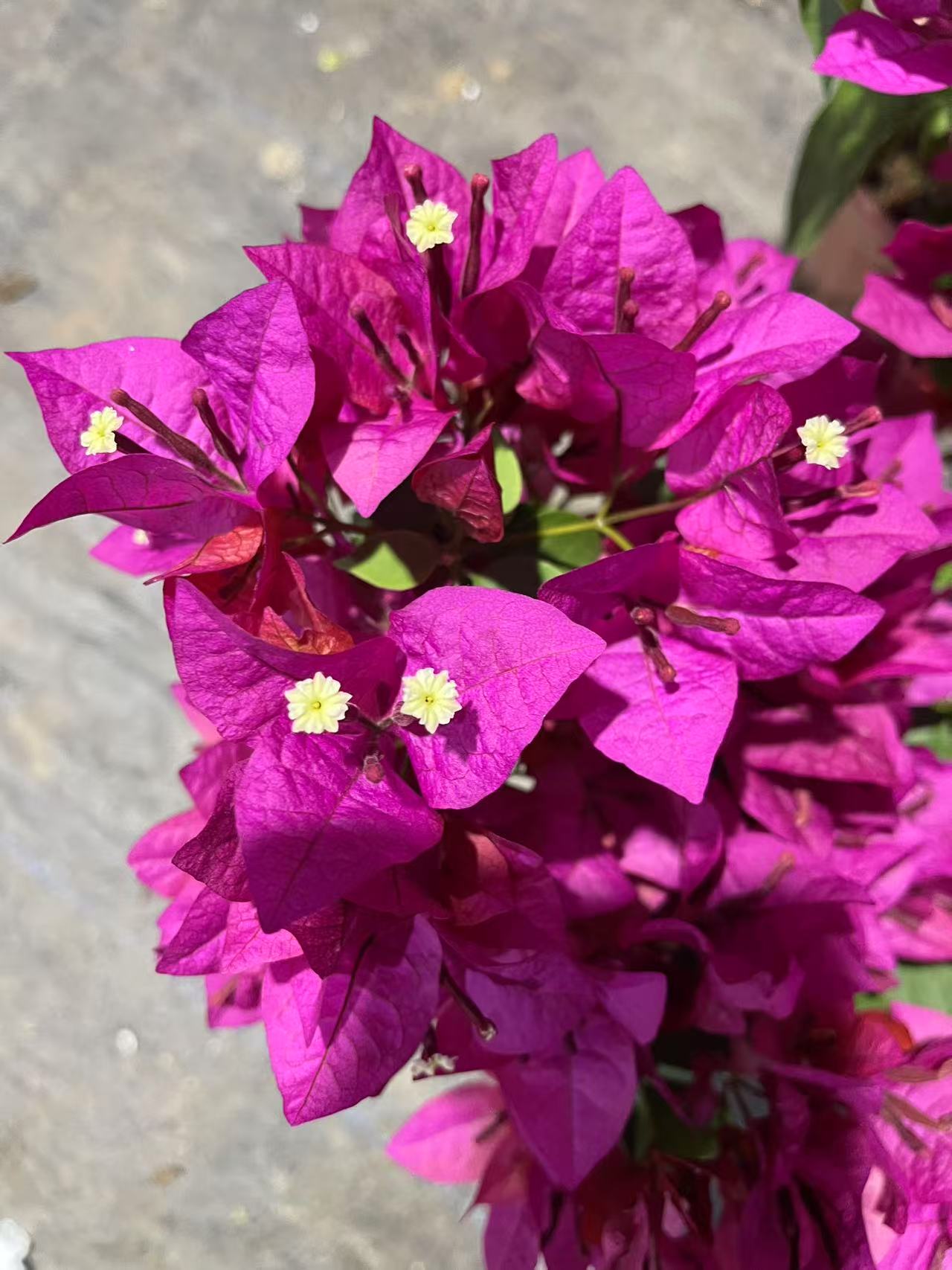 【倾城】三角梅盆栽爬藤植物四季花基地美丽土壤绿植原盆土带花发