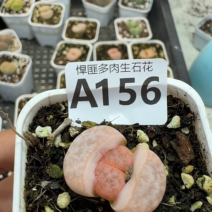 156多肉植物多肉植物