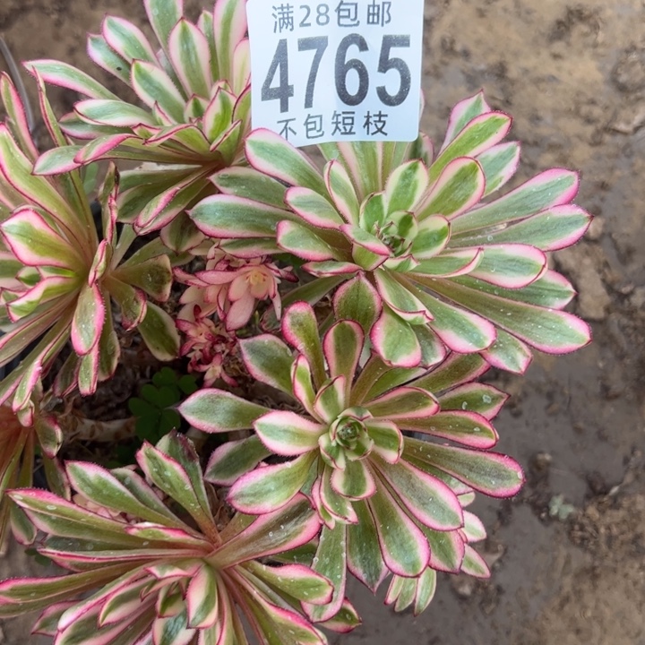 白月光多肉植物法师4765