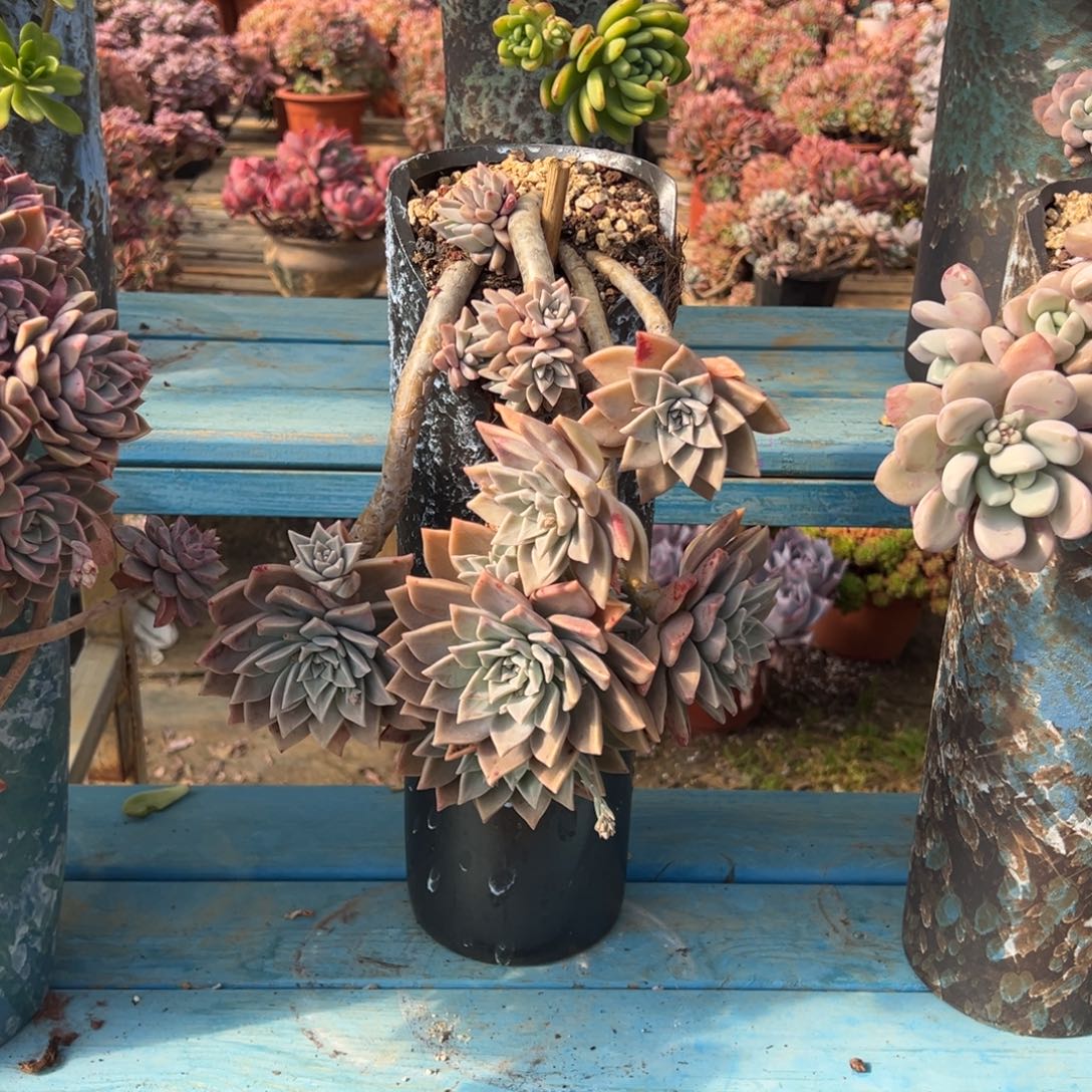 精品冰月悬崖 裸根