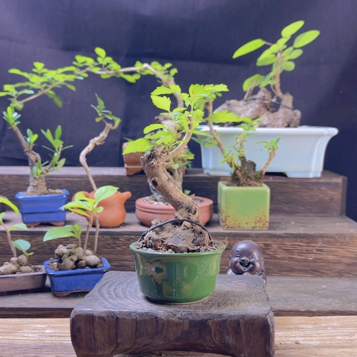 当前无花朵，栽培后可花朵