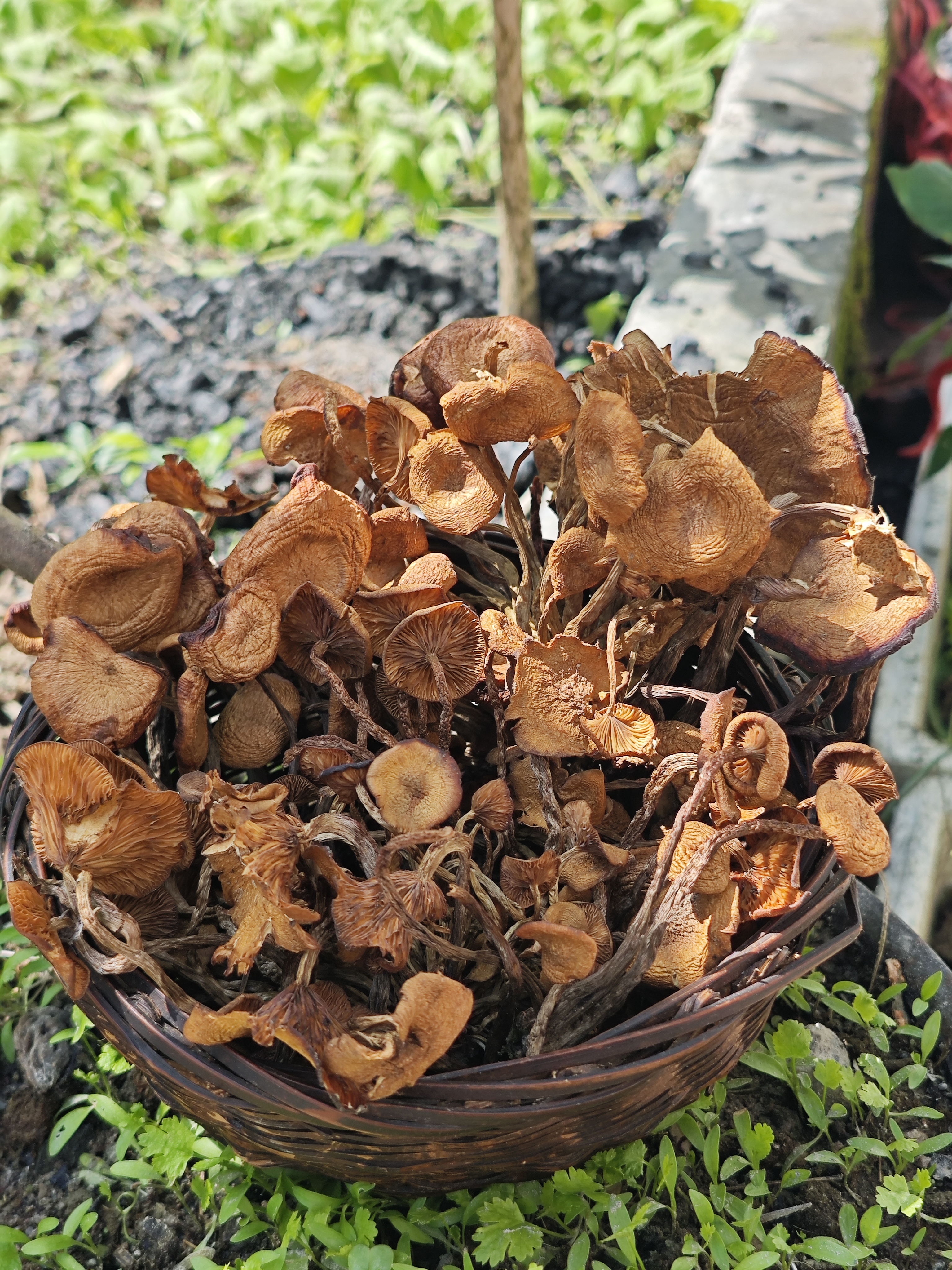 （上新）青川高山野生青杠菌烘干干货青冈菌