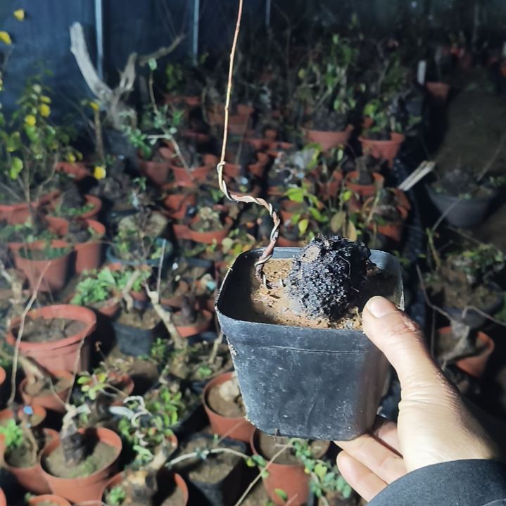 当前无花朵，栽培后可花朵野樱桃