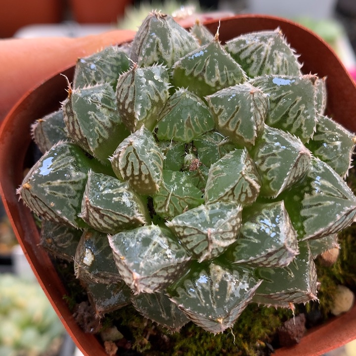 小叶楼兰玉露带盆土发货