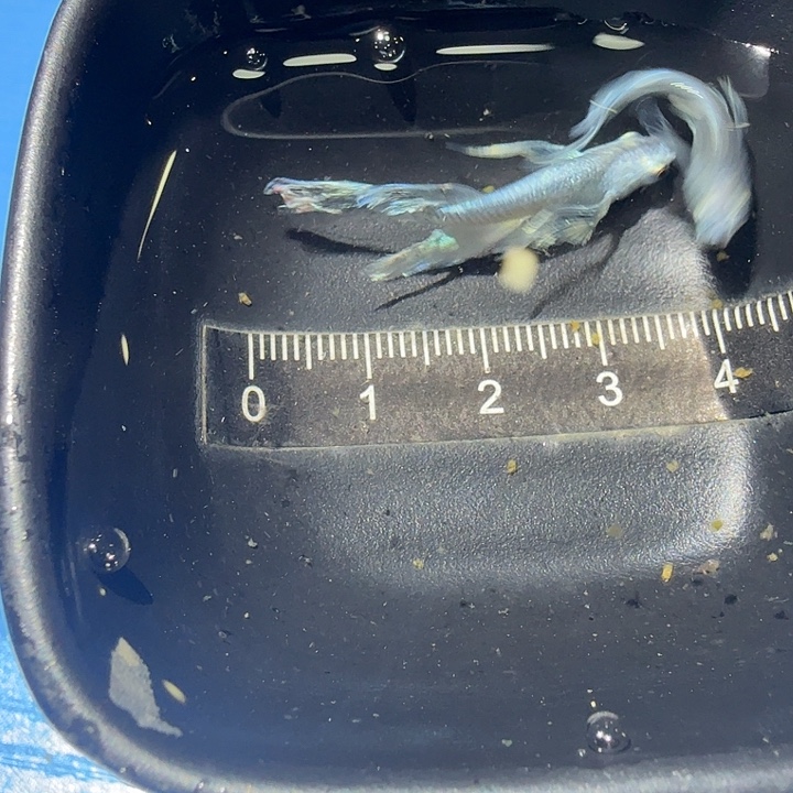 青鳉鱼8号拍品长鳍天使福利