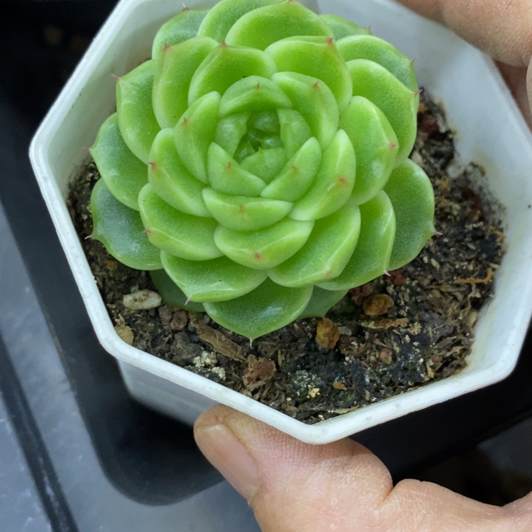 精品多肉一物一拍不包整160