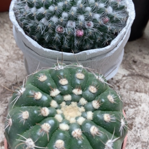 选美玉余温仙人球15米