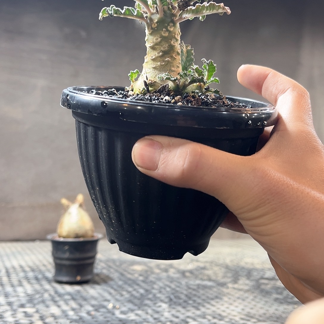 椰子流觞1111111111