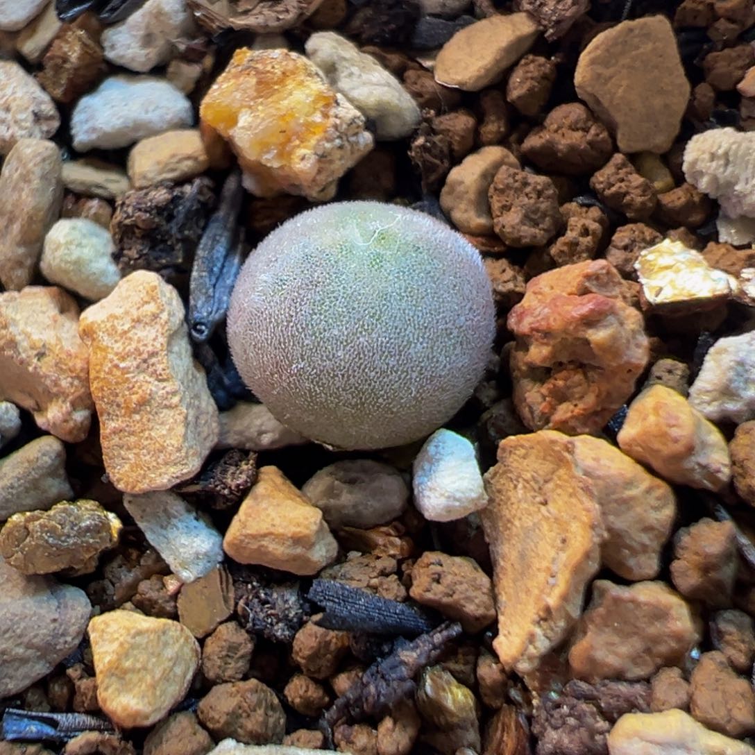 145空蝉大眼睛多肉植物