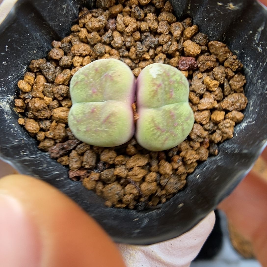 多肉植物K-2325（2.1）墨杂