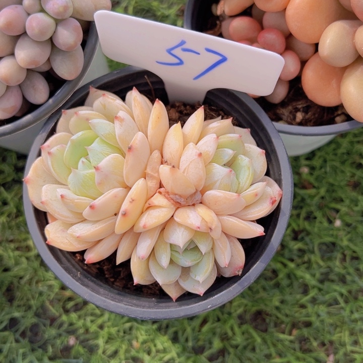 健健康康平平安安