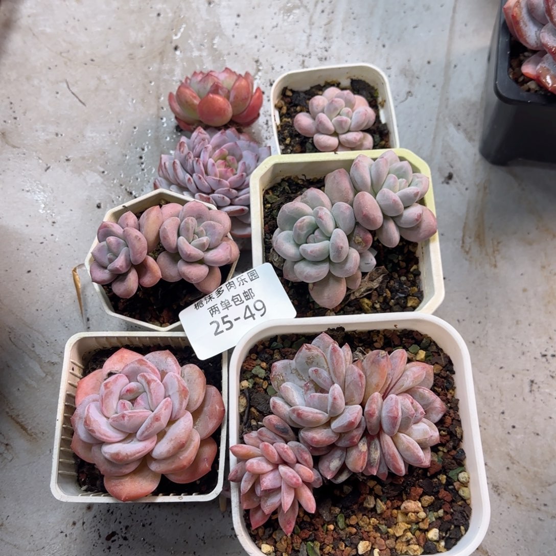 3***925-49福利组合5颗