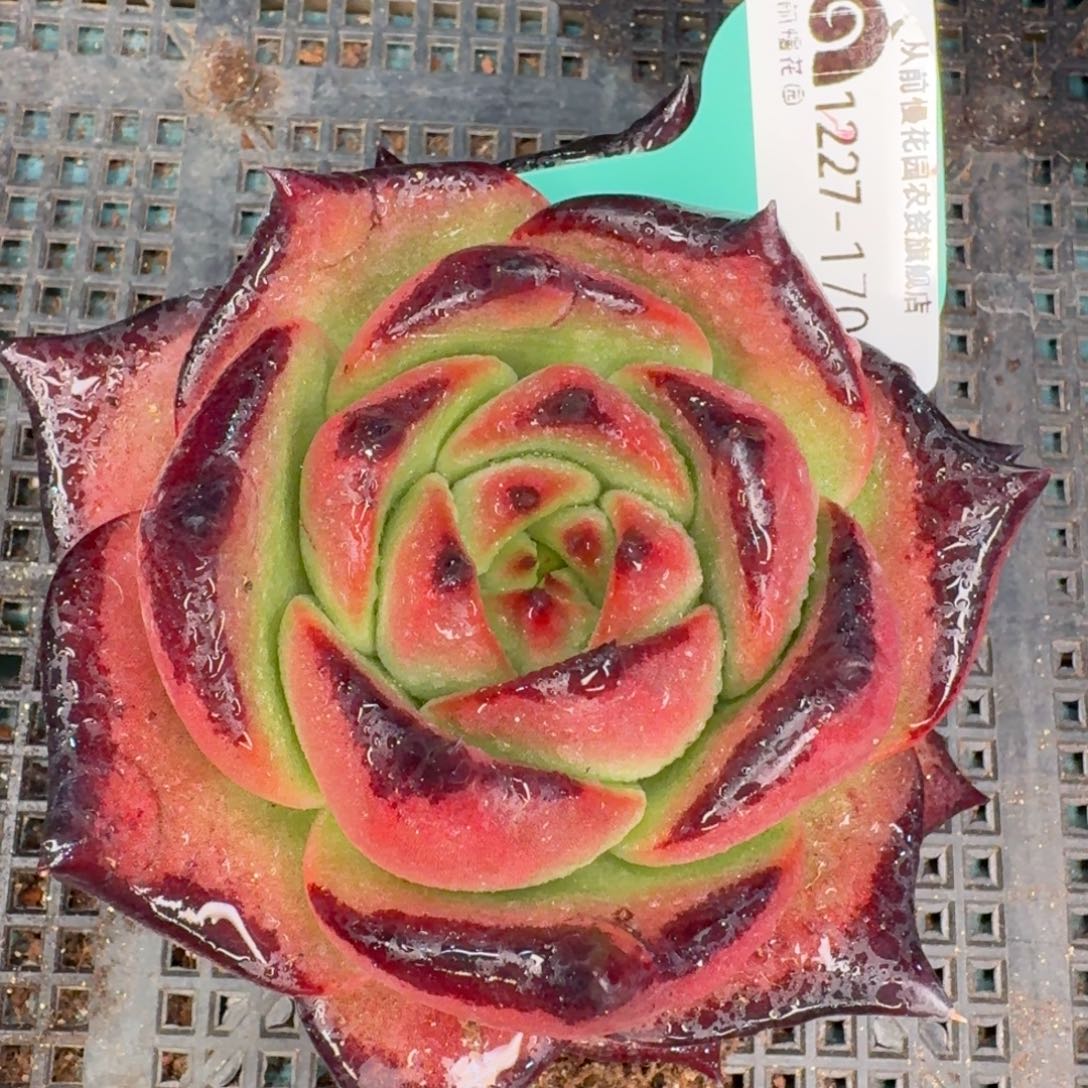 从前慢多肉编号1227-170