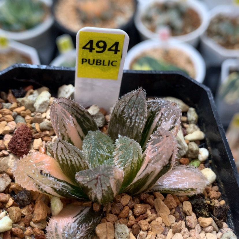 【闪购商品】494狼蛛