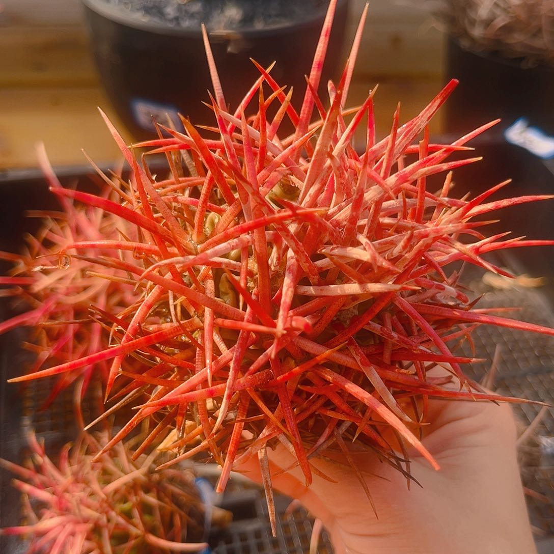 衣*生潮流植物的，大龙冠，