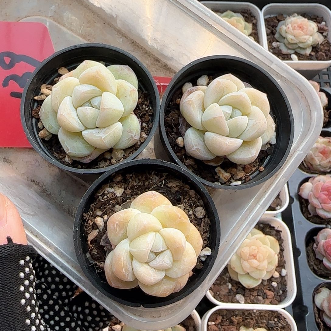 白底冰3颗奶油一物一拍