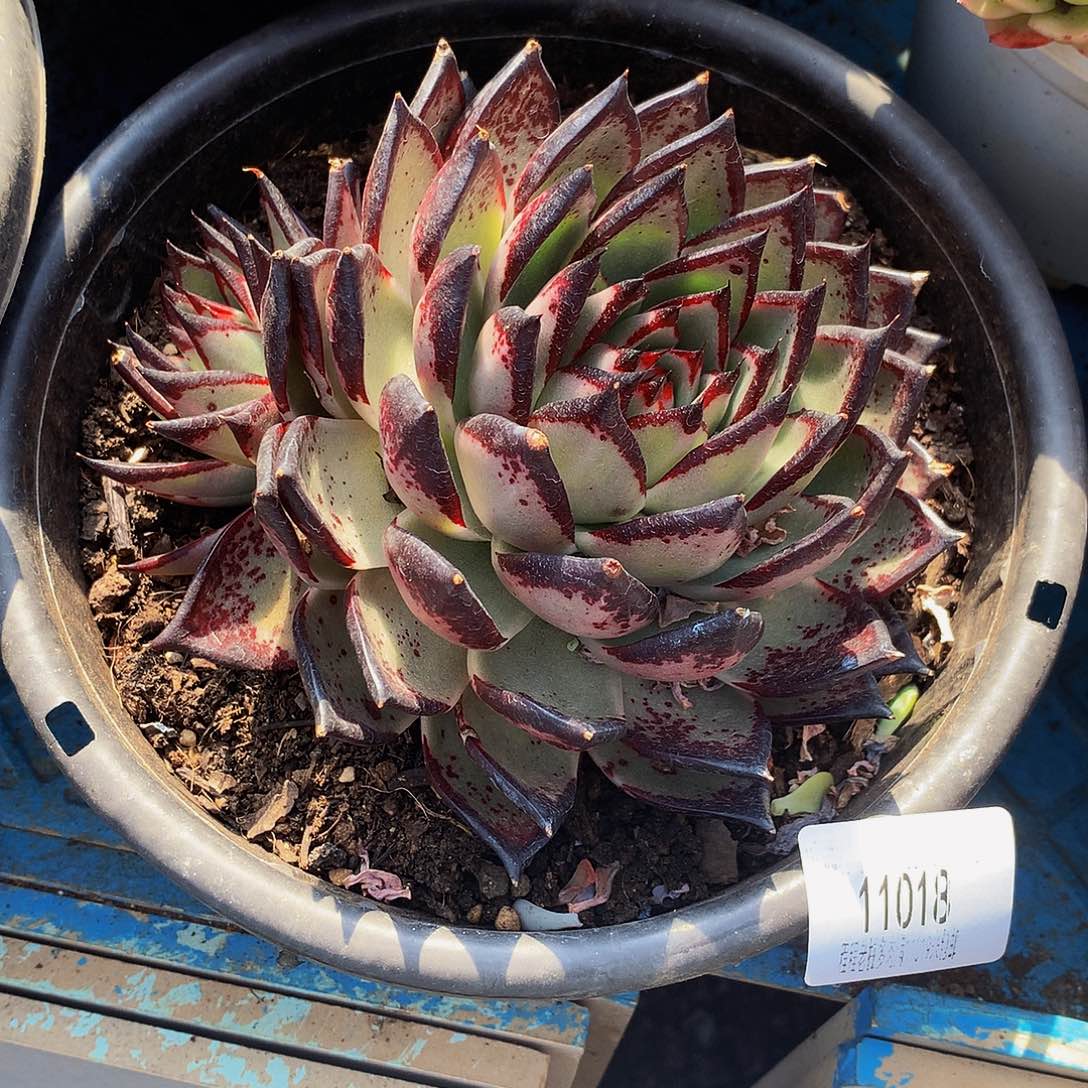 雾***花乌木11018多肉多肉