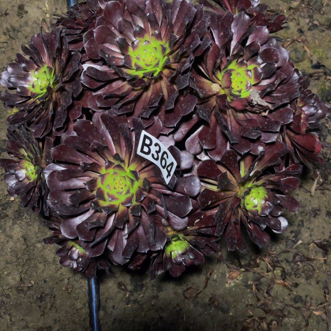 墨铜法师26///30包邮