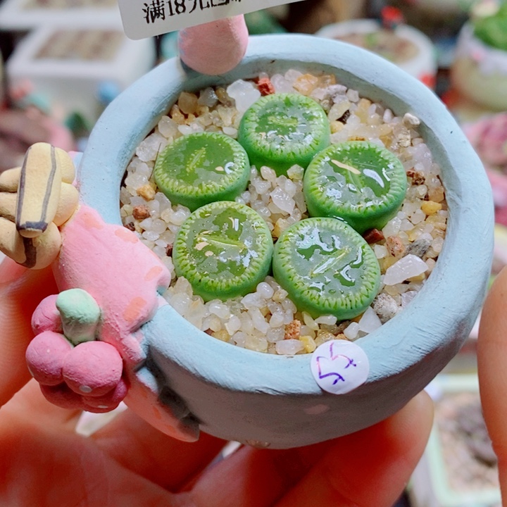 生石花花花花花花花896