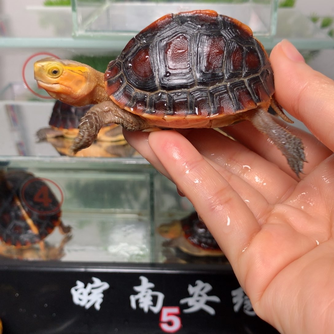 不分公母宠物龟微瑕错甲、多甲