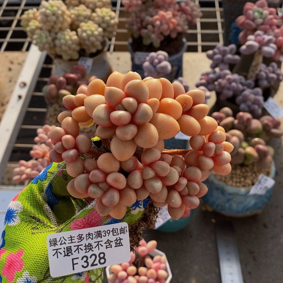 先锋派328/8cm多肉