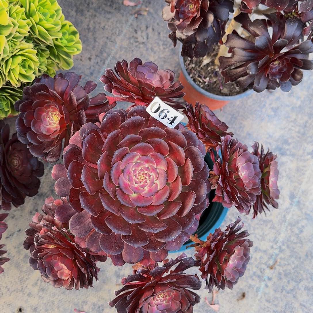 064安琪拉多肉植物