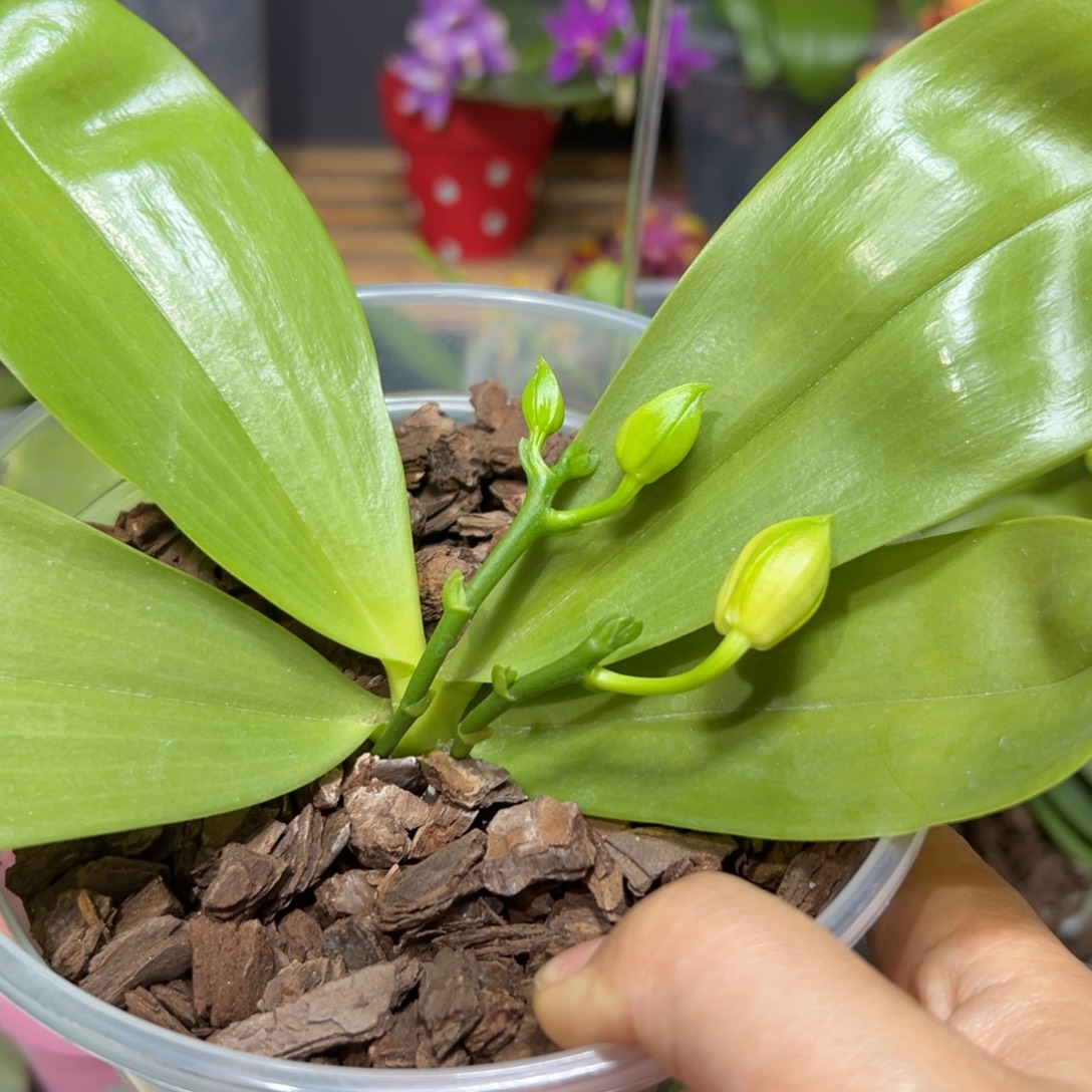 j***t大部分开放少量花苞