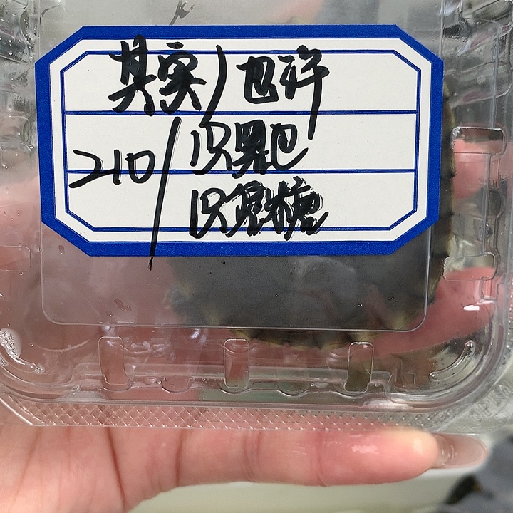 绿毛龟母1111111111