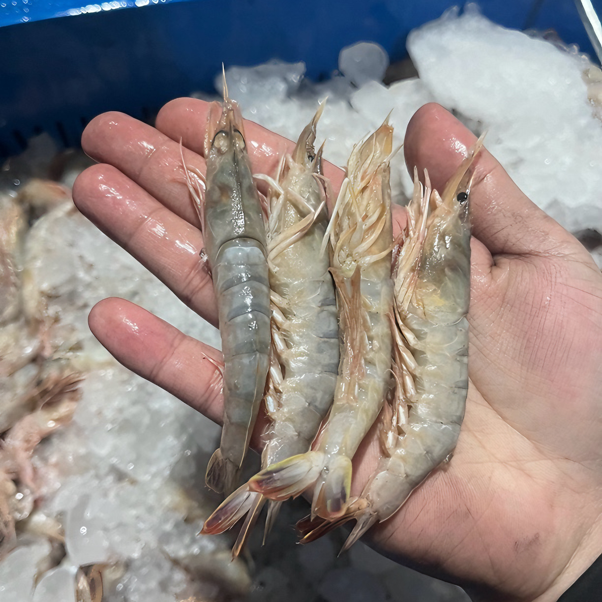 神泉本港 野生卢虾（麻虾）需流水解冻去虾线5斤装！