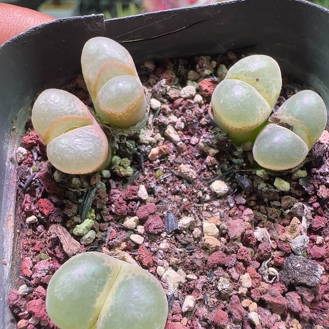 大降价福利来啦562