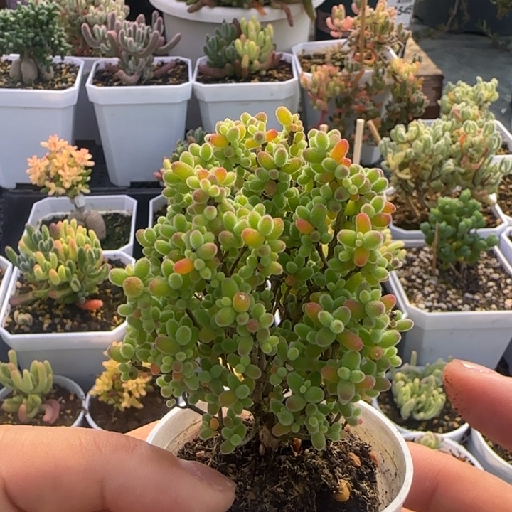 313-蜜桔糖球植物枝干