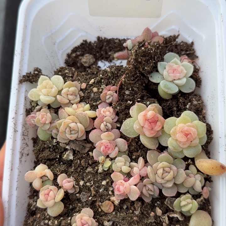 296 号王者系列多肉一盒