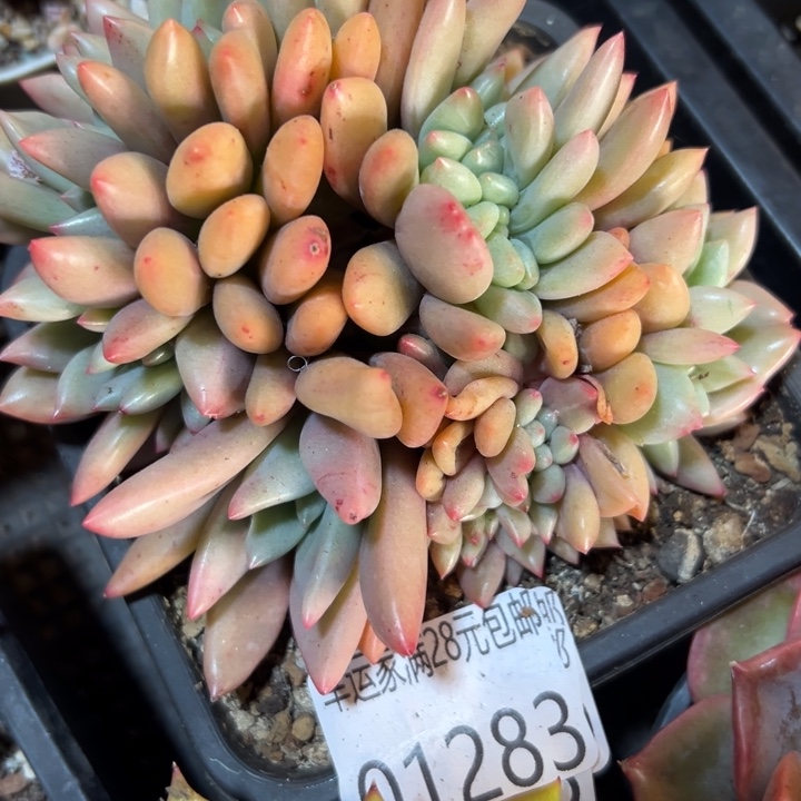 幸运的是我没有遇到过