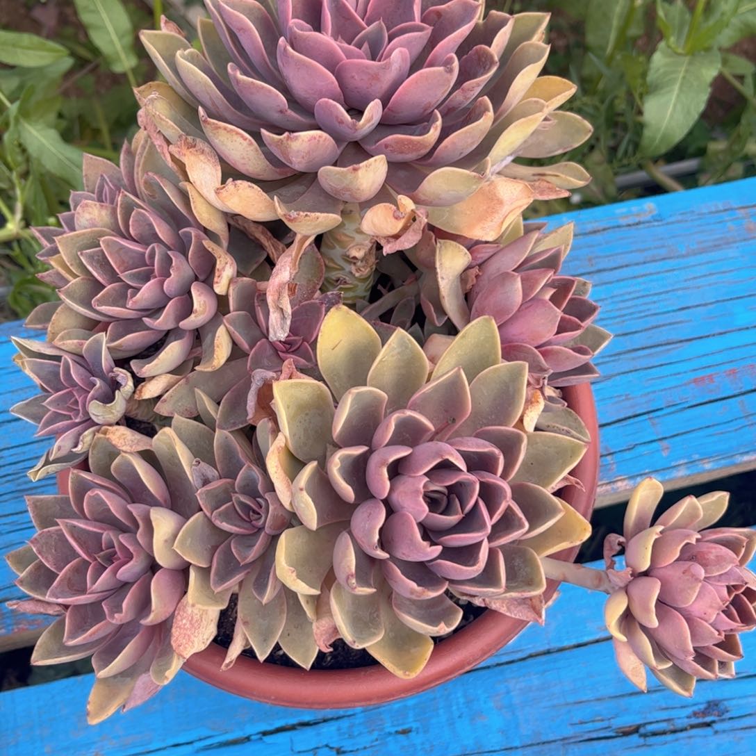 好姑娘多肉，紫气东来