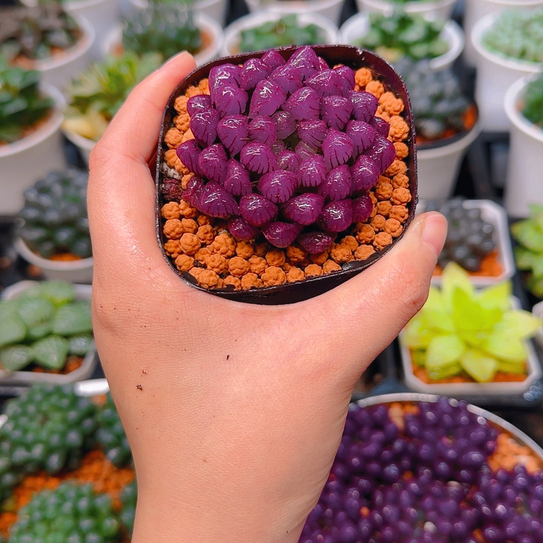 紫宝石冰灯玉露，原盆，人工上色