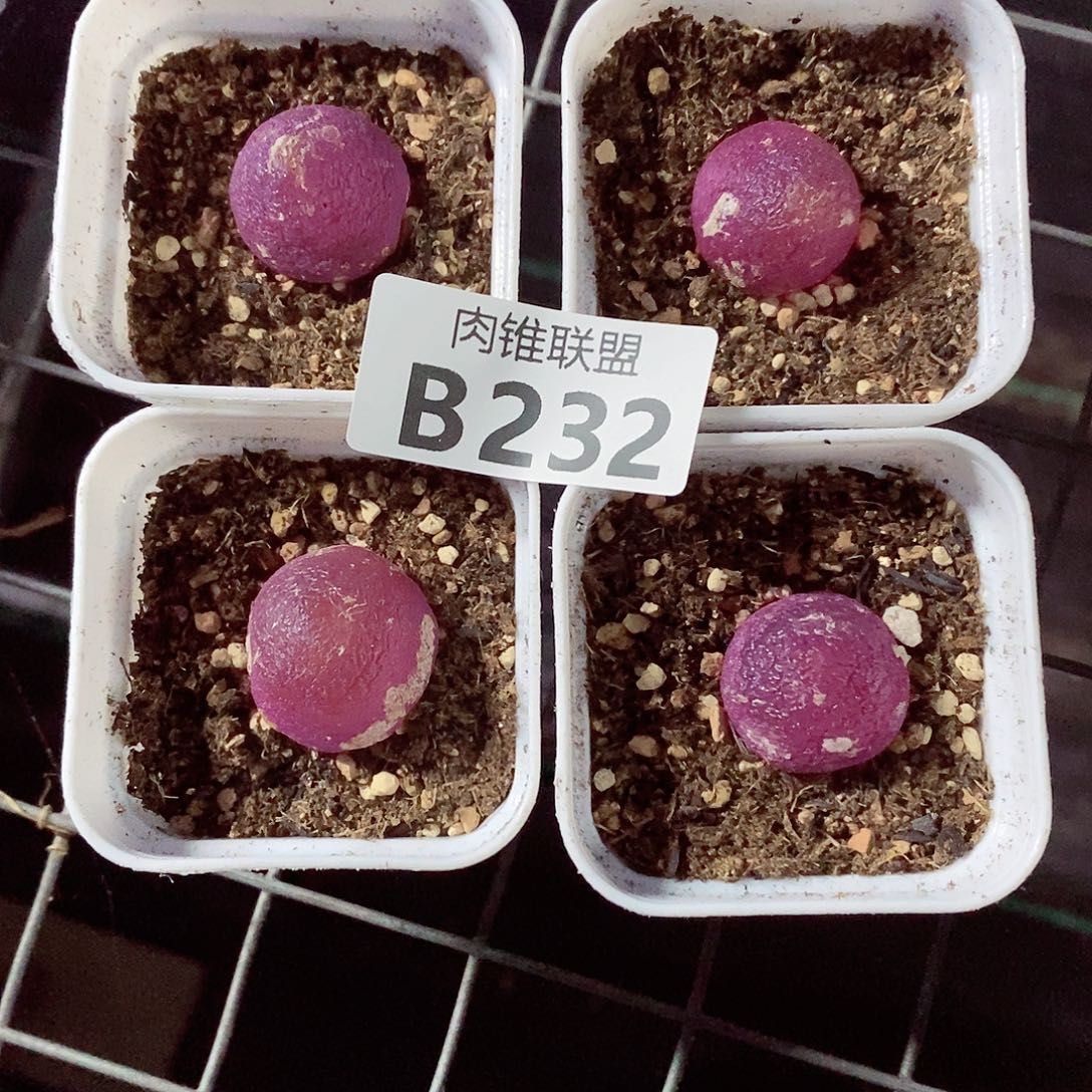 用***8232灯泡呃呃呃呃呃呃呃呃呃