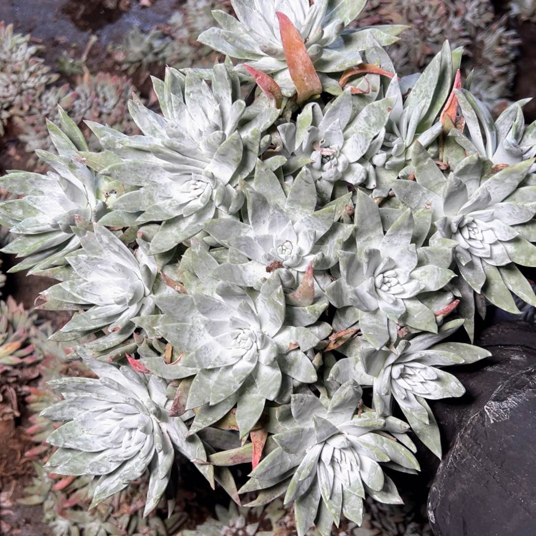 5354法瑞杂交多肉哈哈哈