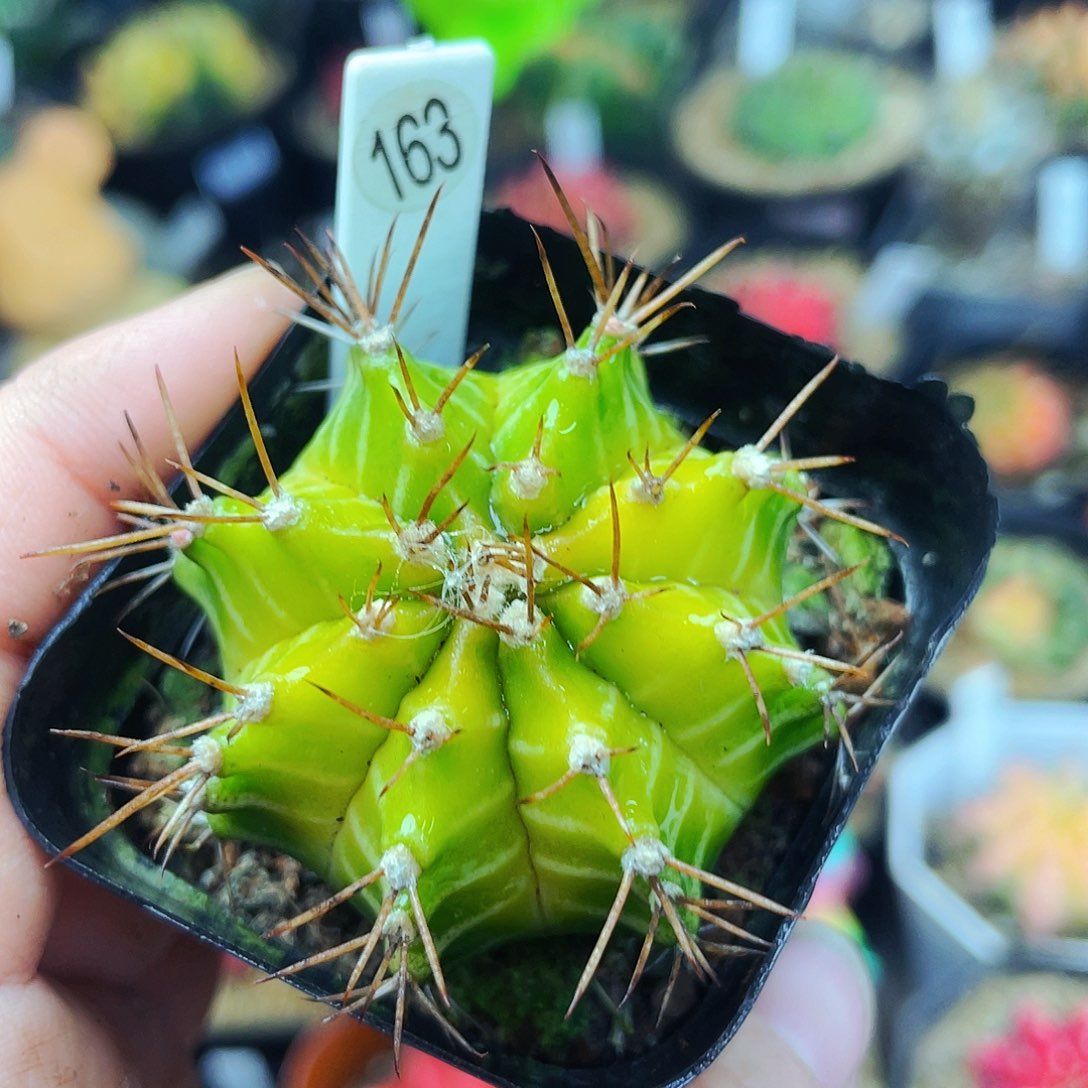 非偏远地区满25包邮仙人球